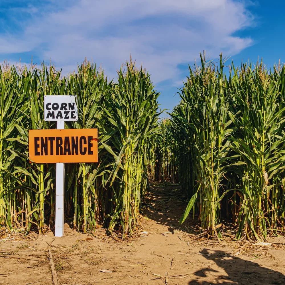 The Johnson Farms corn maze entrance surrounded by tall corn.