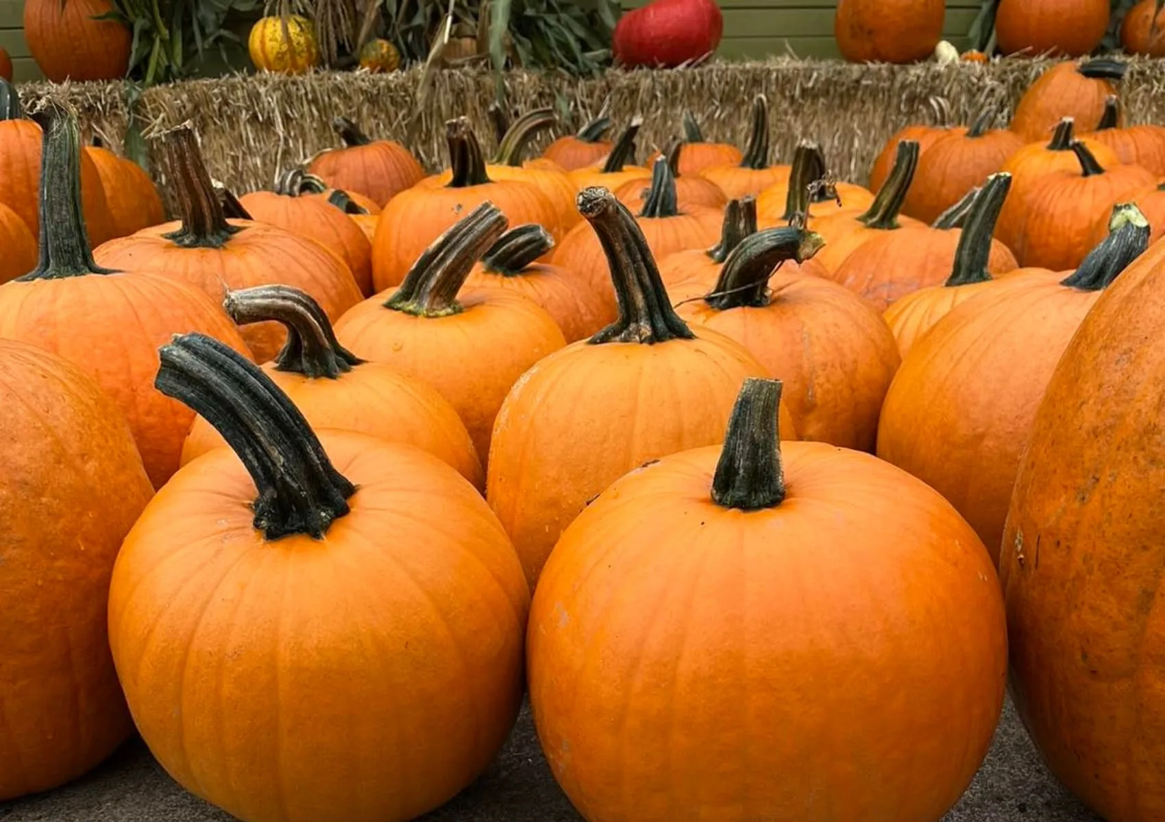 Orange pumpkins arranged on straw bales.