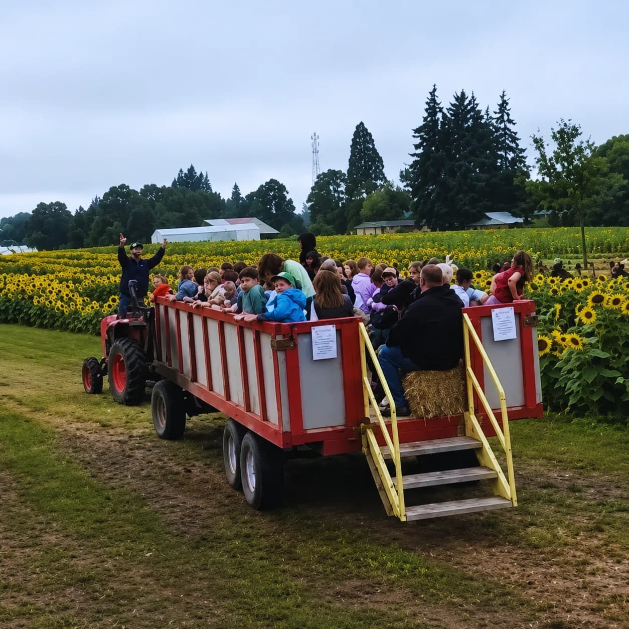 A farm wagon waits beside the sunflower field.