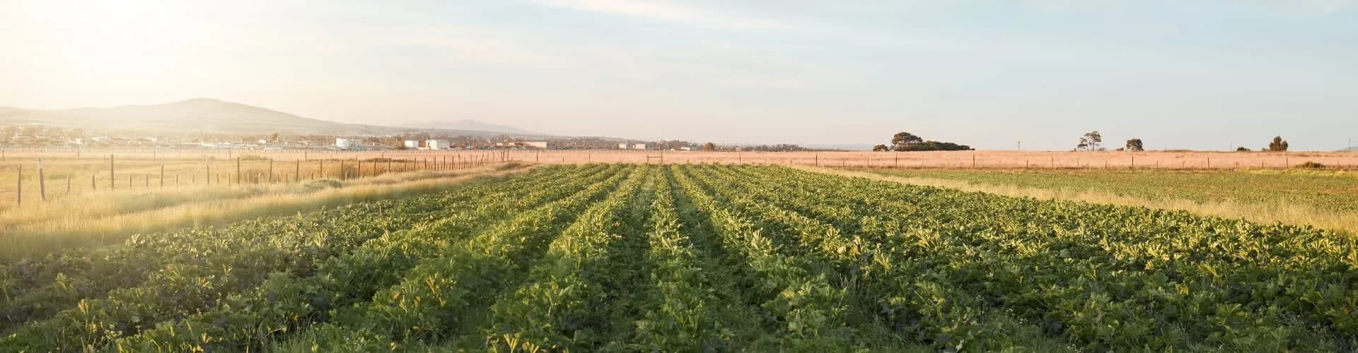 Green farm rows stretching toward the horizon at sunrise.