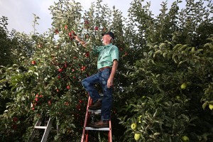 U-Pick opportunities at Johnson Farms in Eugene, Oregon