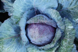 Red cabbage at Johnson Farms in Eugene